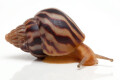 Limicolaria flammea Ghana juvenil